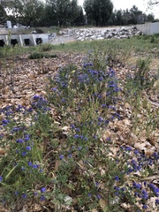 Phacelia distans