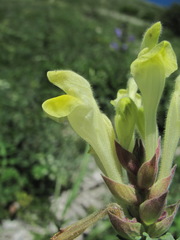 Scutellaria novorossica