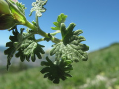 Scutellaria novorossica