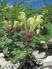 Scutellaria novorossica
