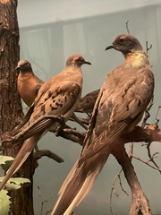 Ectopistes migratorius