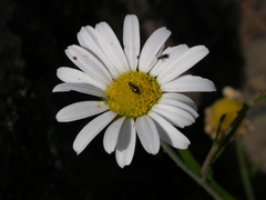 Argyranthemum escarrei image