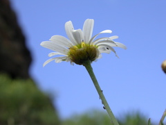 Argyranthemum escarrei image