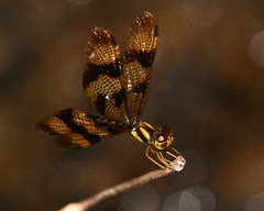 Perithemis thais