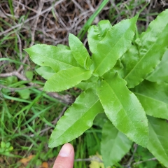 Acourtia microcephala