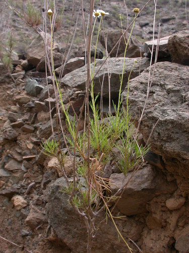 Argyranthemum filifolium image