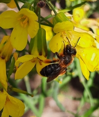 Andrena lagopus