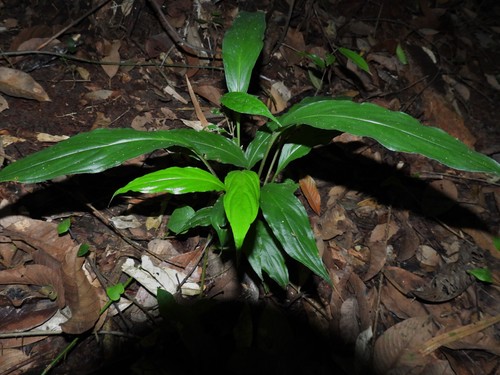 Image of Tacca cristata by (c) Samuel Lee, some rights reserved (CC BY)