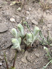 Eriophyllum pringlei