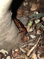 Periplaneta fuliginosa