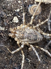 Metaplatybunus