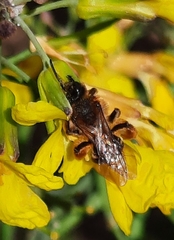 Andrena lagopus