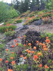 Castilleja hispida hispida