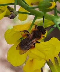 Andrena lagopus