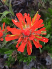 Castilleja hispida hispida