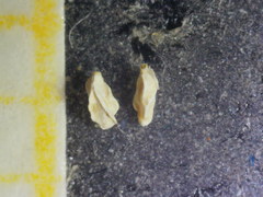 Quinqueloculina bradyana