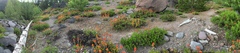 Castilleja hispida hispida