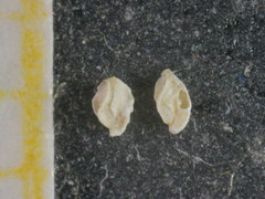 Quinqueloculina bradyana