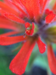 Castilleja hispida hispida