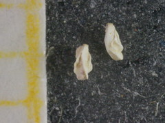 Quinqueloculina bradyana