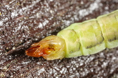Cylindrotoma distinctissima