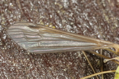 Cylindrotoma distinctissima