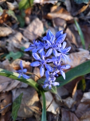 Scilla