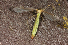 Cylindrotoma distinctissima