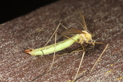 Cylindrotoma distinctissima