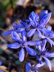 Scilla