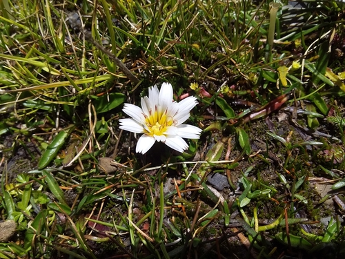 Image of Hypochaeris taraxacoides by (c) Humber Alberto, some rights reserved (CC BY)