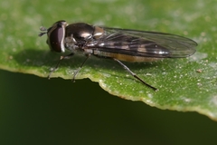 Meliscaeva auricollis