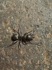 Formica cinerea