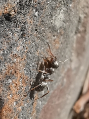Formica cinerea
