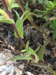 Castilleja hispida hispida