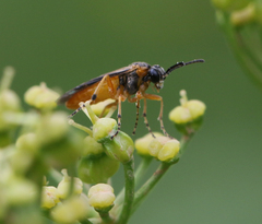 Athalia cordata