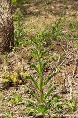 Frasera caroliniensis