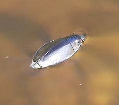 Gyrininae