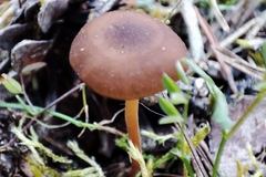 Strobilurus stephanocystis