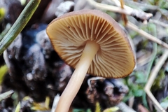 Strobilurus stephanocystis