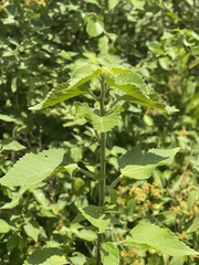 Acalypha glabrata glabrata