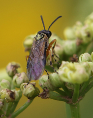 Athalia cordata
