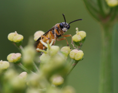 Athalia cordata