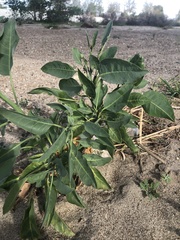 Nicotiana glauca