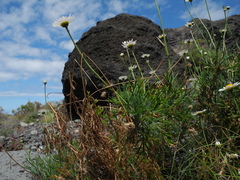 Argyranthemum foeniculaceum image