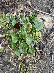 Barbarea vulgaris