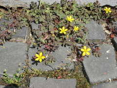 Oxalis corniculata