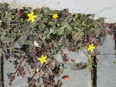 Oxalis corniculata