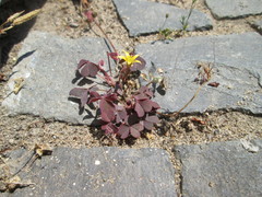 Oxalis corniculata