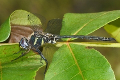 Somatochlora margarita